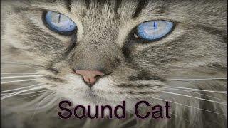 Sound of cats to scare the rats were updated in 2017