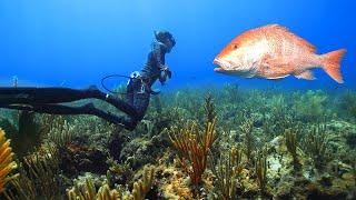 Biggest Snapper We've EVER Speared! Grilled Snapper Collar!