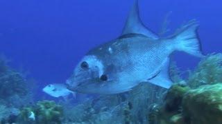 Placencia scuba diving, Belize underwater