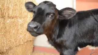 PETA Rescues Holly the Calf