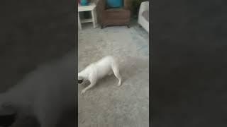 Şanslı lazer 23 #oyungrubu #shortclips #shortvideos #funny #funnyclips #comedy #dog #köpek