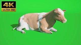 028 - Green Screen | Chroma Key | Animal 4K | cow