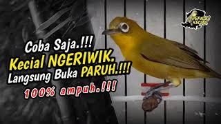 Pancingan Kecial Kuning NGERIWIK MuluPake  Ini Jadi JOSS  BUKA PARUH‼️| PEPADU KECIAL