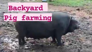 Backyard pig farming. Pangkabuhayan.