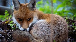 Red Fox (Vulpes vulpes) - London UK