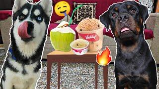 Fight for Ice Cream and Coconut || Dog can Talk part 36 || Roxy Vs Cheeni || Review reloaded
