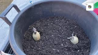 Planting Charlotte potatoes