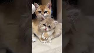 LAUGH Non-Stop With These Funny Cats