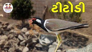 Titodi | Birds | Titodi Sound | Gyankunj Education | ટીટોડી | lapwingbirds | પક્ષી