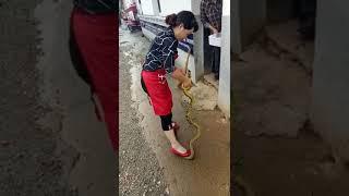 Sanke Killing Live by Young Girl | China Virus | Snake Cutting | Snake New video|GK Entertainments