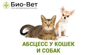 Абсцесс у Кошек  и Собак // Сеть Ветклиник БИО-ВЕТ