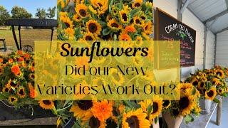 Lessons Learned on Our Flower Farm | Sunflower Edition