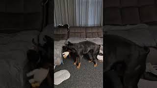 Doberman's Magnum and Assol #doberman #funny #funnyvideo #pets #puppy