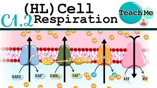 (C1.2) - Cellular Respiration - IB Biology (HL)