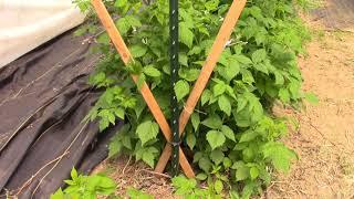 Managing High Tunnel Raspberries with a V trellis system