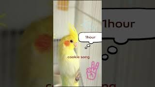 whisle cookie song #birdtraining  #cockatiel