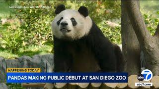 Giant pandas making public debut at San Diego Zoo