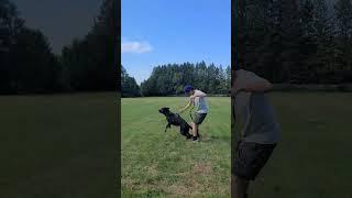 GSD puppy  attacks!! #k9protection #dogtraining #k9 #germanshepherd #dogobedience #k9trainer