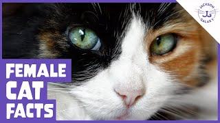 6 Facts About the Female Cat!