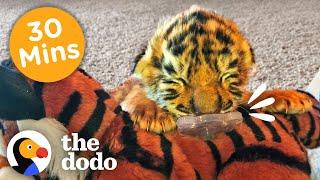 30 Minutes Of Our Littlest, Fiercest Friends | The Dodo