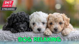 Gentle Music for Dogs | Soothing Sounds for Calmness | 12 Hours of Music for Anxious Dogs