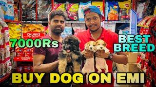 Cheapest Dogs Market In Delhi NCR | EMI Available | Best Breed Dog in Cheap Price | Beagle Puppy