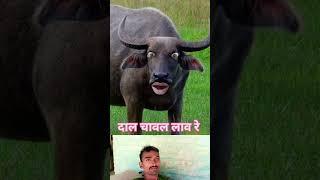 cow_videos___cow_dance___amba___cow_song___gorur_video___#shorts_