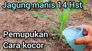 Pemupukan susulan yg pertama jagung manis.!! dengan cara kocor 14 Hst