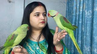 Kitna bolte he mere bache #sonaliparrot #parrotlover #basttalkingparrot