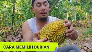 CARA MEMILIH DURIAN YANG BAGUS | Tips Membedakan Durian Bagus dan Tidak Bagus