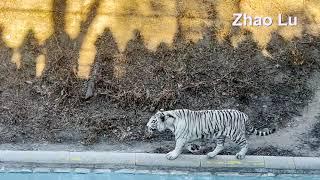  White tiger (Panthera tigris tigris) 孟加拉虎