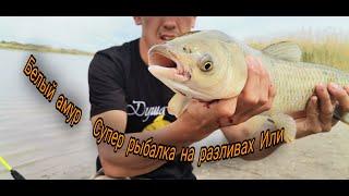 Разливы Или. Сазан, Амур, Змейголова, Судак, Карась, Лещ. #Fishing #рыбалка