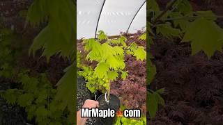 Spice up your home garden with these 3 Japanese maples from MrMaple.com #gardening #homedesign