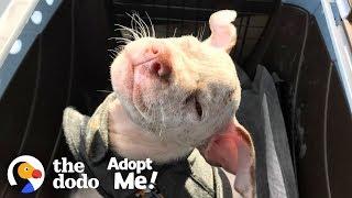 Adopt This Once-In-A-Lifetime Dog | The Dodo Adopt Me!