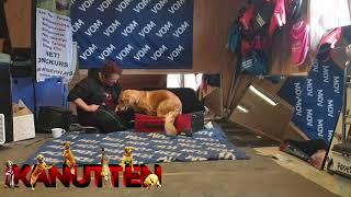 Dogtrick - Hide in suitcase | Team Bissevov