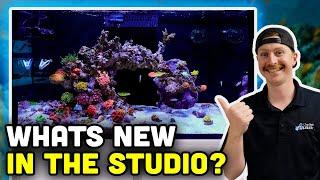 Red Sea Reefer 250 Update! New Corals and Lessons Learned!