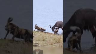 Antelop Terjebak! Antara Anjing Hutan, Kuda Nil, dan Buaya!