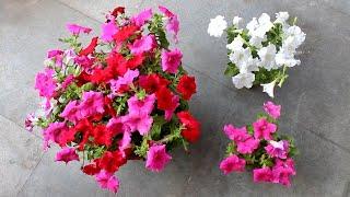 5 SECRETS to Get 100X More FLOWERS on Petunia