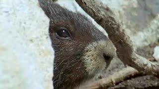 Waking up from Hibernation | Animals: The Inside Story | BBC Earth