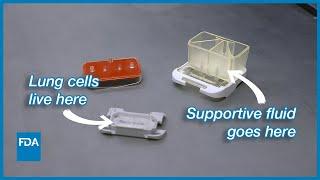 How FDA is Using "Organ on a Chip" Technology to Improve Drug Evaluation Research | Researching FDA