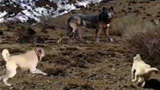 KaNGaL Attack the Giant Black WoLF