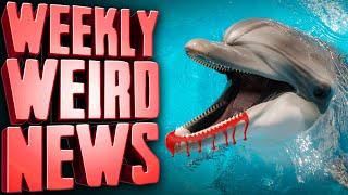 Lonely, Sexually Frustrated Dolphin Terrorizing Japanese Beaches - Weekly Weird News