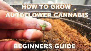 HOW TO START GROWING AUTOFLOWER CANNABIS - DrAutoflowers Beginners Guide