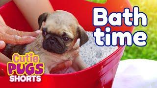 Bath Time!🫧 | Cutie Pugs | Animals for Kids