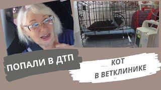 Кота Мишку везем в ветклинику. Попали в ДТП@SubTatiana