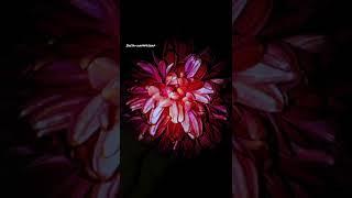 flower editing and photography #naturevideography #photography #like #subscribe #macro #nature