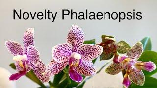 Novelty Phalaenopsis