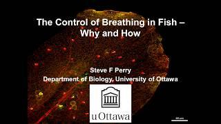 The control of breathing in fish – why and how