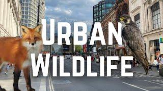 What Wildlife lives in UK towns and Cities?