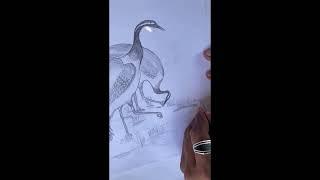 Drawing ️ crocodile  and siberian crane#2